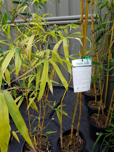 Bambusa eutuldoides