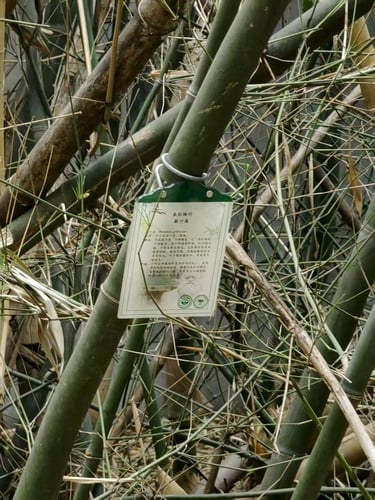 Bambusa gibboides