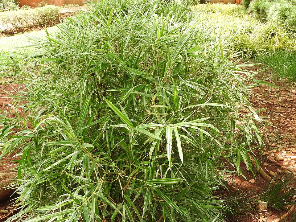Bambusa heterostachya — photo