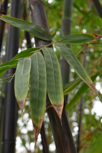 Bambusa lako (Timor black bamboo) — photo