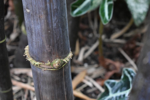 Bambusa lako (Timor black bamboo) — photo
