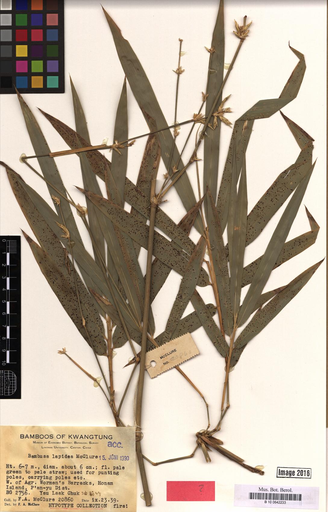 Bambusa lapidea