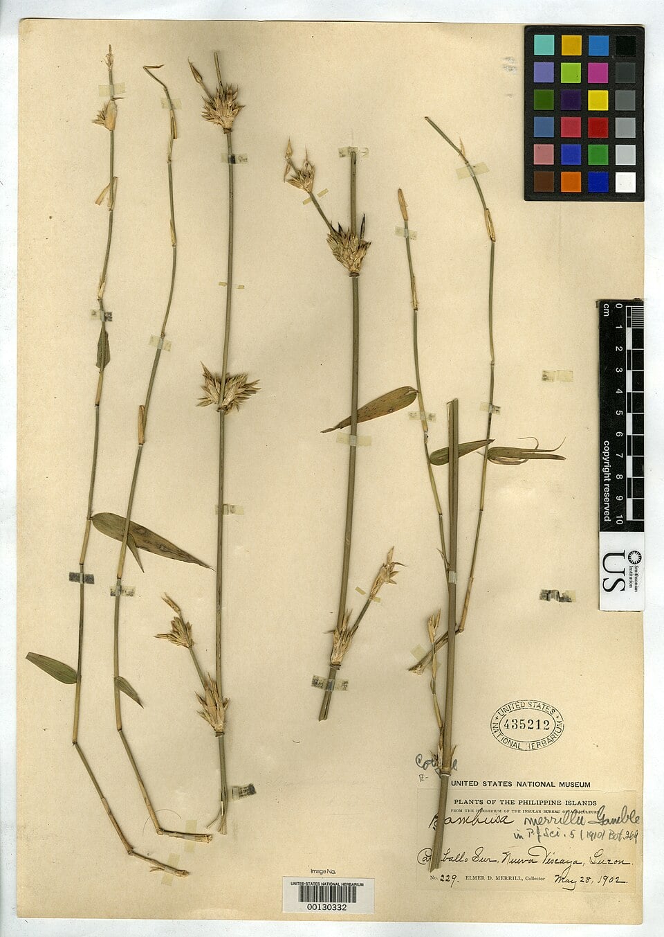 Bambusa merrillii