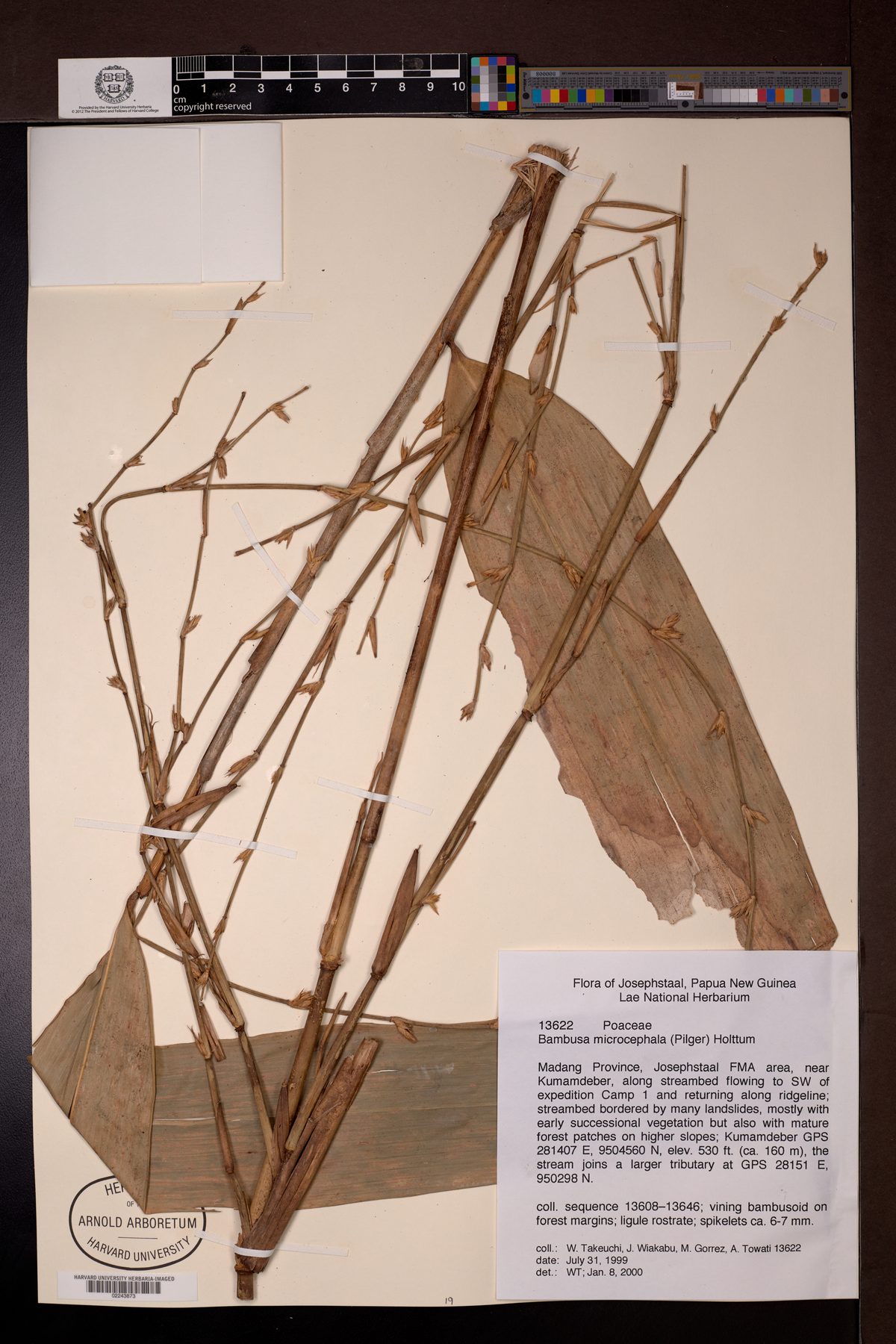 Bambusa microcephala — photo