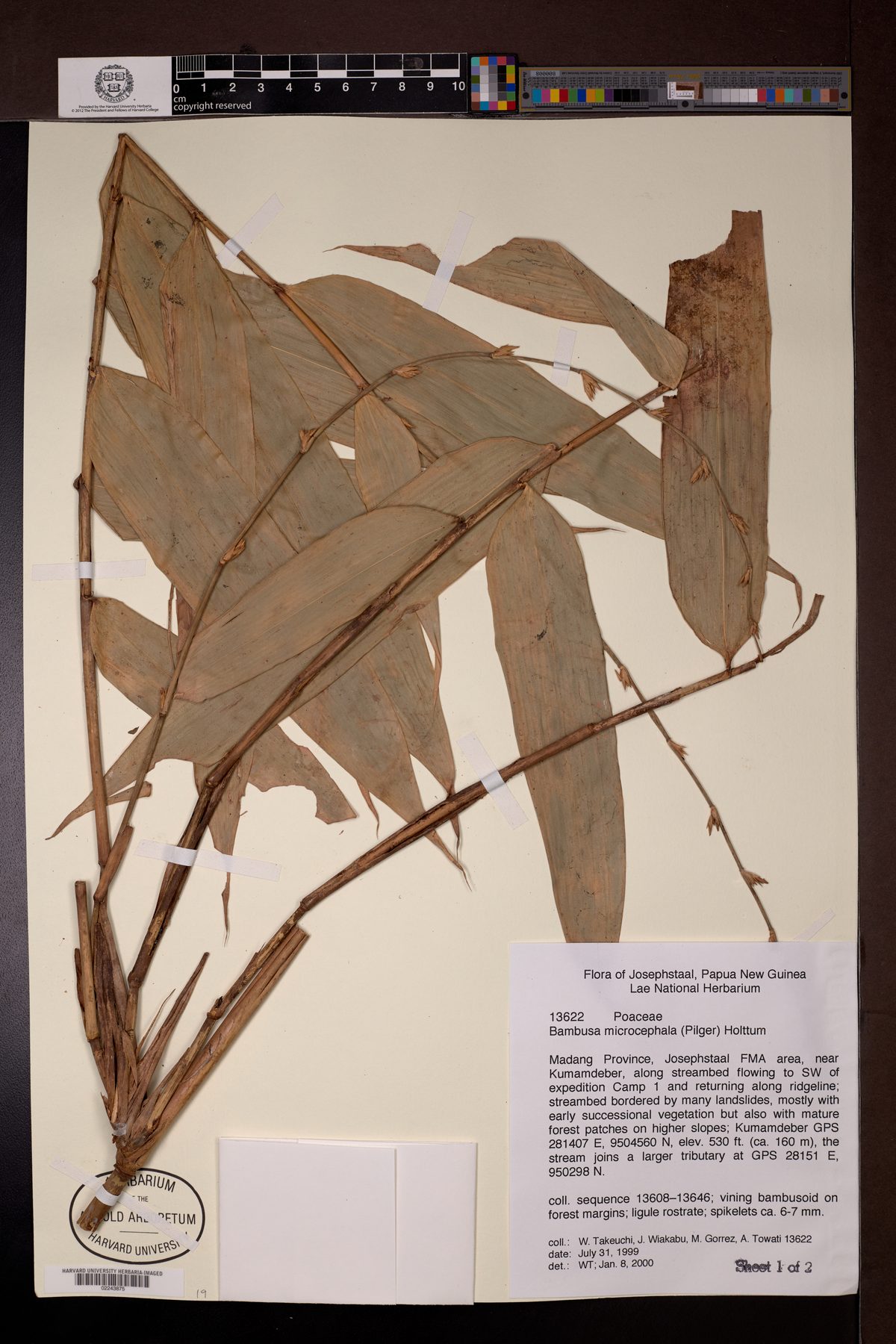 Bambusa microcephala
