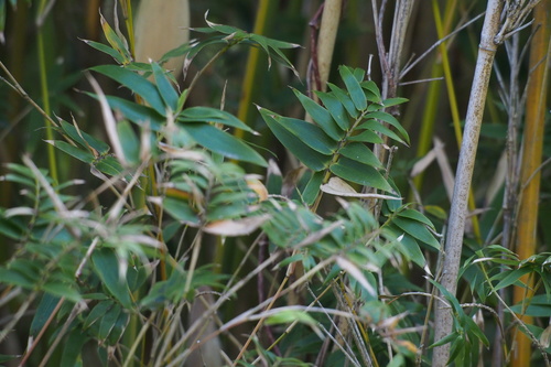 Bambusa multiplex (Hedge Bamboo) — photo