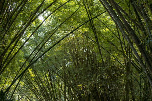 Bambusa multiplex (Hedge Bamboo) — photo
