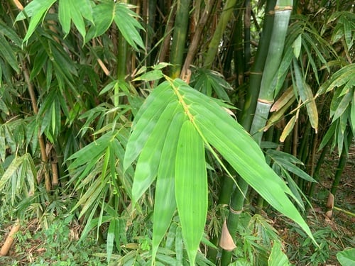 Bambusa odashimae