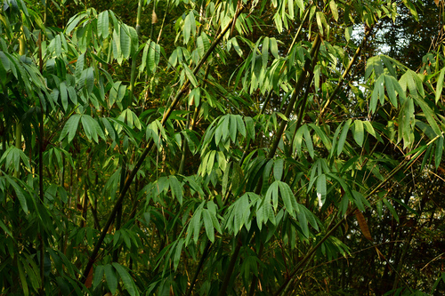 Bambusa pallida