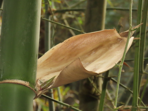 Bambusa stenostachya (Thorny bamboo) — photo