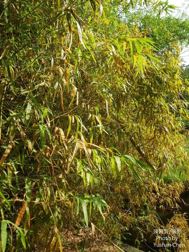 Bambusa stenostachya (Thorny bamboo) — photo