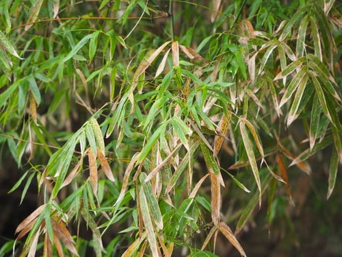 Bambusa stenostachya
