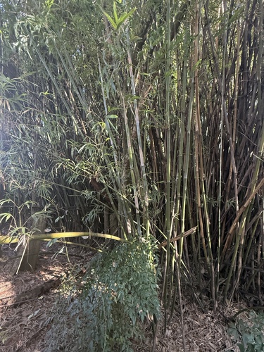 Bambusa textilis (Weaver's bamboo) — photo