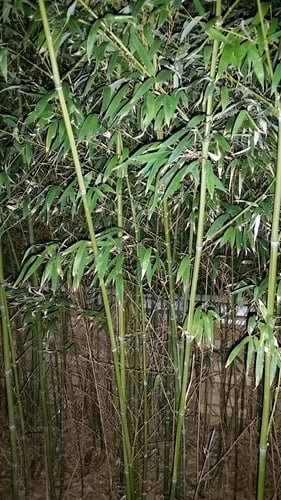 Bambusa textilis