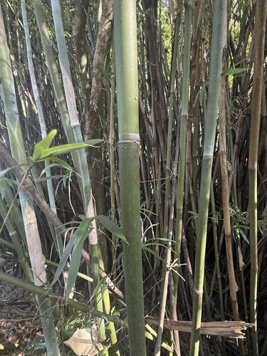Bambusa textilis (Weaver's bamboo) — photo
