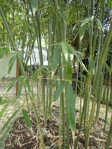 Bambusa tulda (Bengal bamboo) — photo