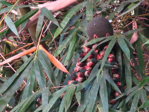 Bambusa tulda (Bengal bamboo) — photo