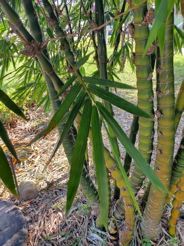 Bambusa tuldoides (Punting pole bamboo) — photo