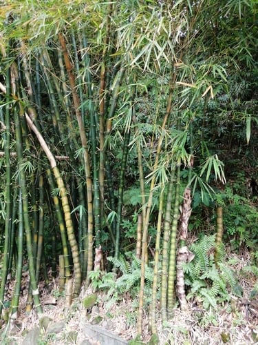 Bambusa tuldoides (Punting pole bamboo) — photo