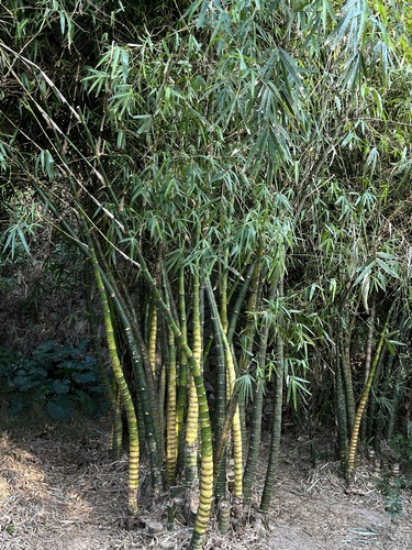 Bambusa tuldoides