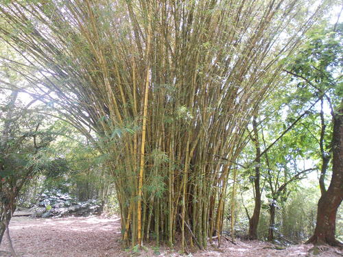 Bambusa vulgaris (Common bamboo) — photo