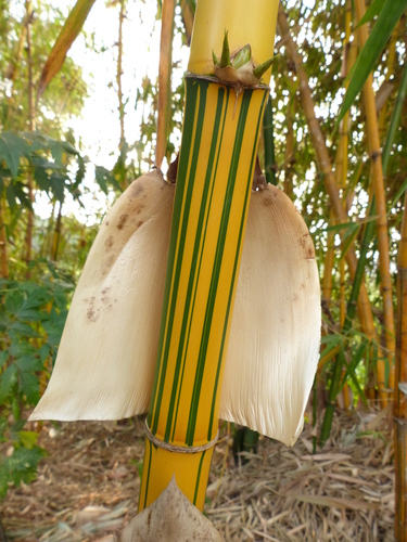 Bambusa vulgaris (Common bamboo) — photo