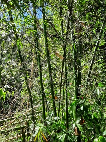 Common bamboo