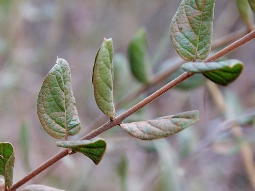 Banisteriopsis malifolia — photo