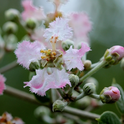 Banisteriopsis malifolia — photo