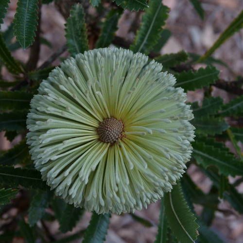 Banksia aemula (Wallum banksia) — photo