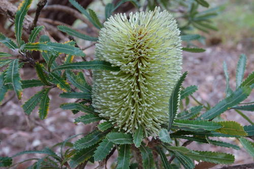 Banksia aemula (Wallum banksia) — photo