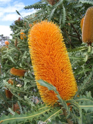 Banksia ashbyi (Ashby’s Banksia) — photo