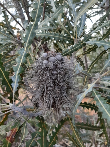 Banksia ashbyi (Ashby’s Banksia) — photo