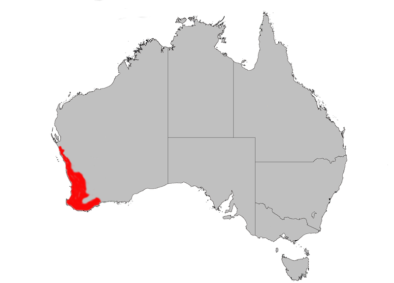 Banksia attenuata