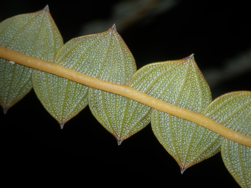 Banksia candolleana (Propeller Banksia) — photo