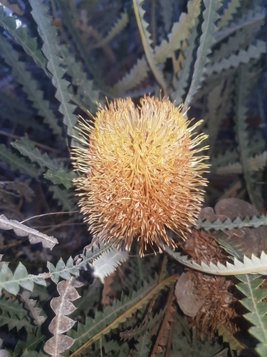 Banksia candolleana (Propeller Banksia) — photo