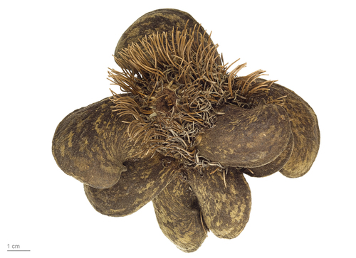 Banksia candolleana