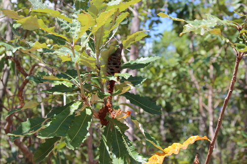 Banksia dentata (Bottle brush) — photo