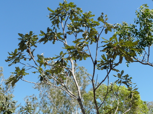 Banksia dentata