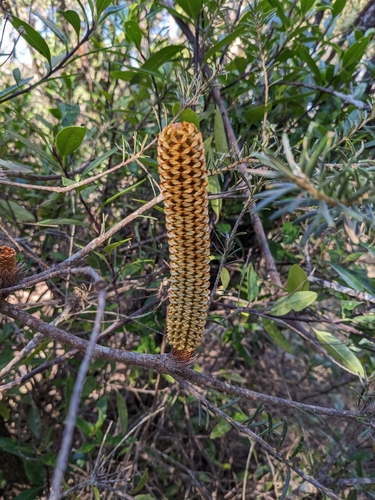 Banksia ericifolia (Heath banksia) — photo