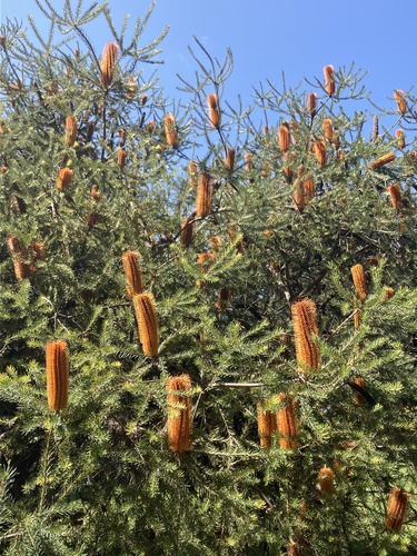 Banksia ericifolia (Heath banksia) — photo