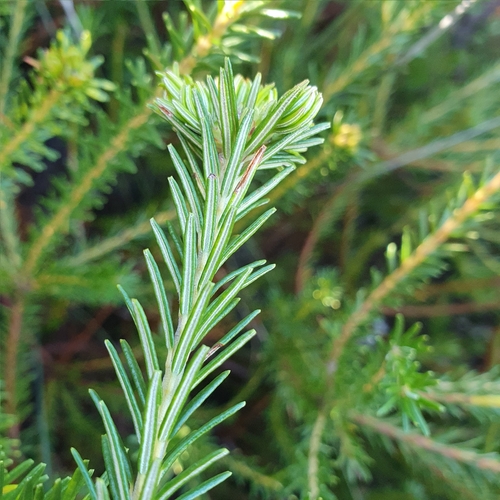 Banksia ericifolia