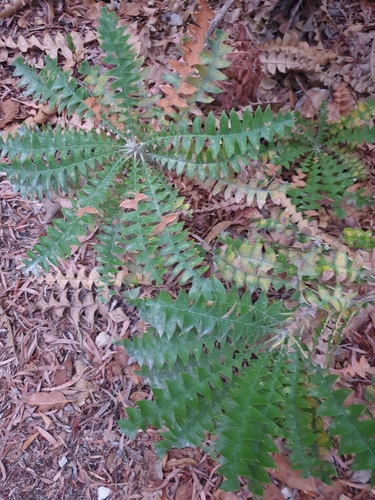 Banksia grandis (Bull Banksia) — photo