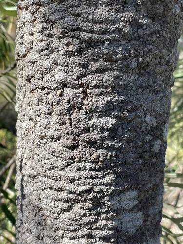 Banksia grandis (Bull Banksia) — photo