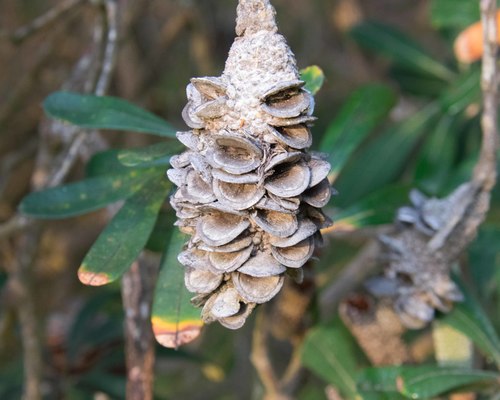 Banksia integrifolia (Coast Banksia) — photo