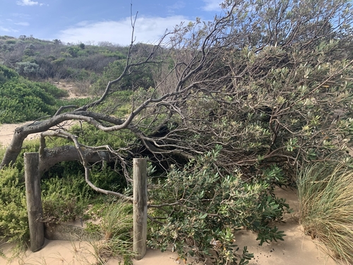 Banksia integrifolia (Coast Banksia) — photo