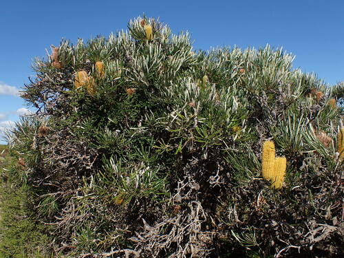 Banksia littoralis (Swamp banksia) — photo