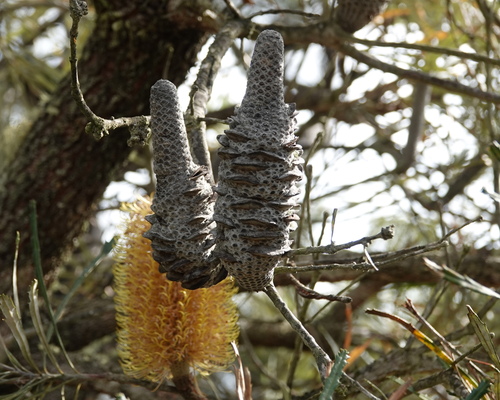 Banksia littoralis (Swamp banksia) — photo