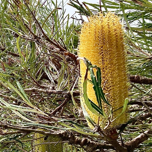 Banksia littoralis