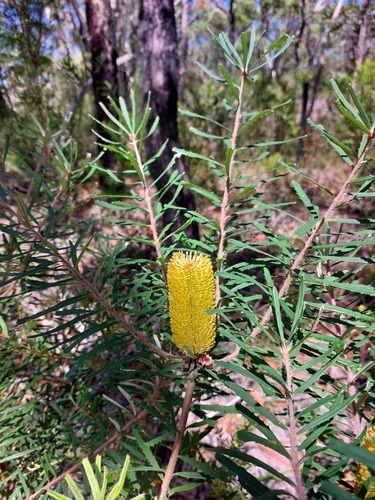 Banksia marginata (Silver Banksia) — photo